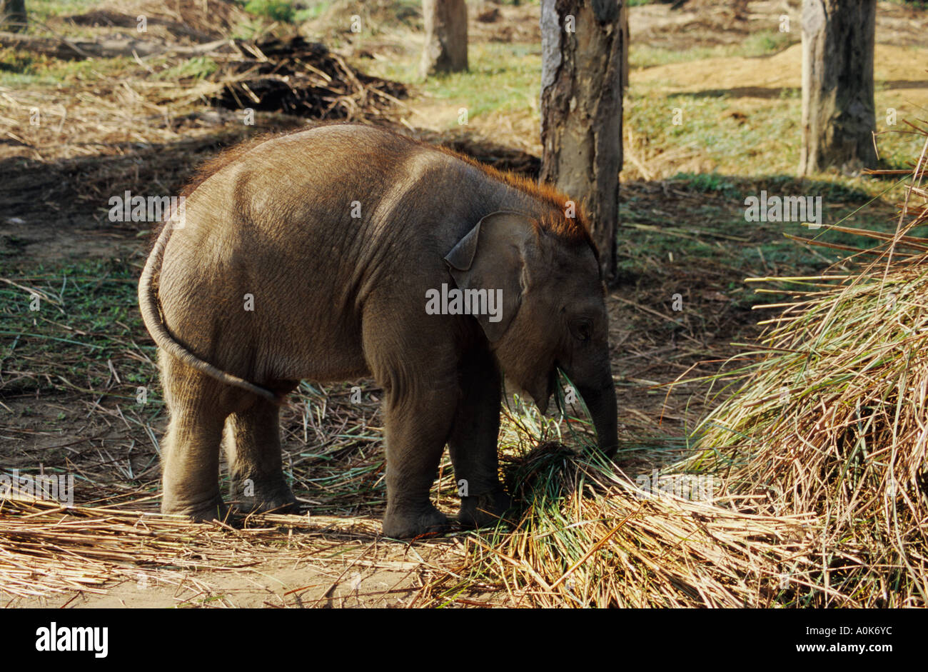 Bébé éléphant au centre de reproduction de l'éléphant, Chitwan NP Népal Banque D'Images