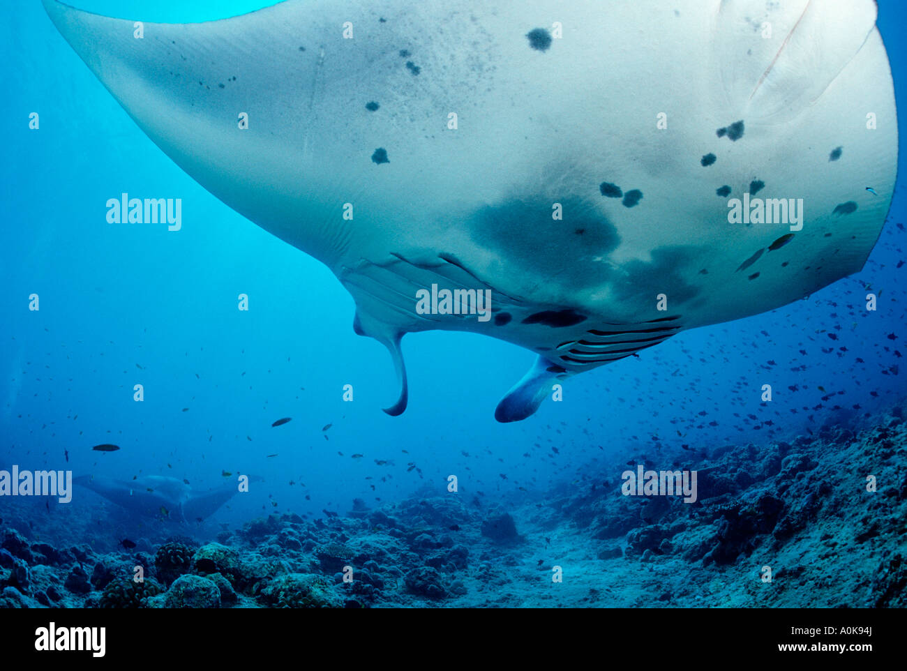 Manta Manta birostris Océan Indien Maldives Island Banque D'Images