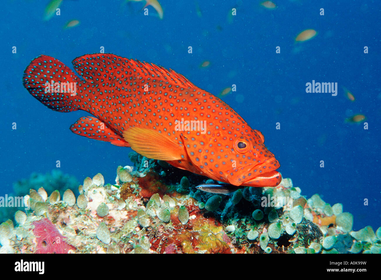 Loches Cephalopholis miniata corail Océan Indien Maldives Island Banque D'Images