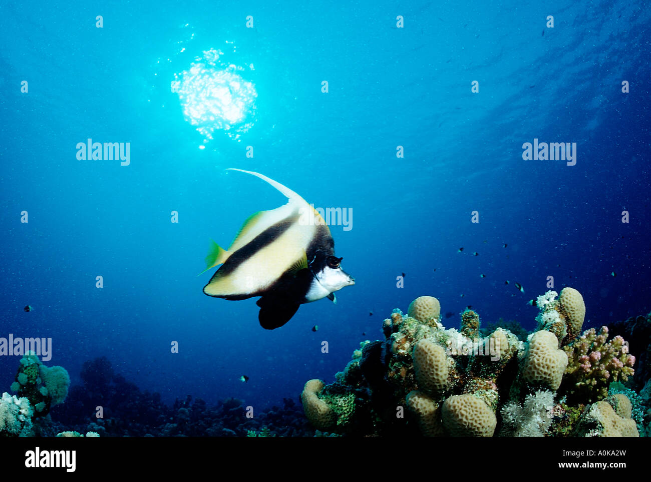 Médiocre Heniochus intermedius Hurghada Red Sea Egypt Banque D'Images