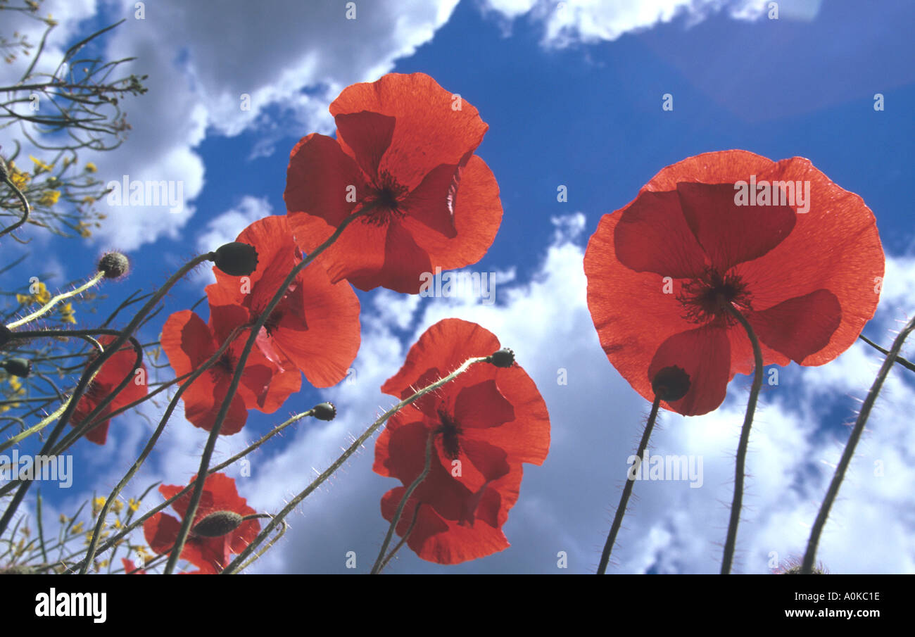 Coquelicots rouges en ciel d'été Banque D'Images