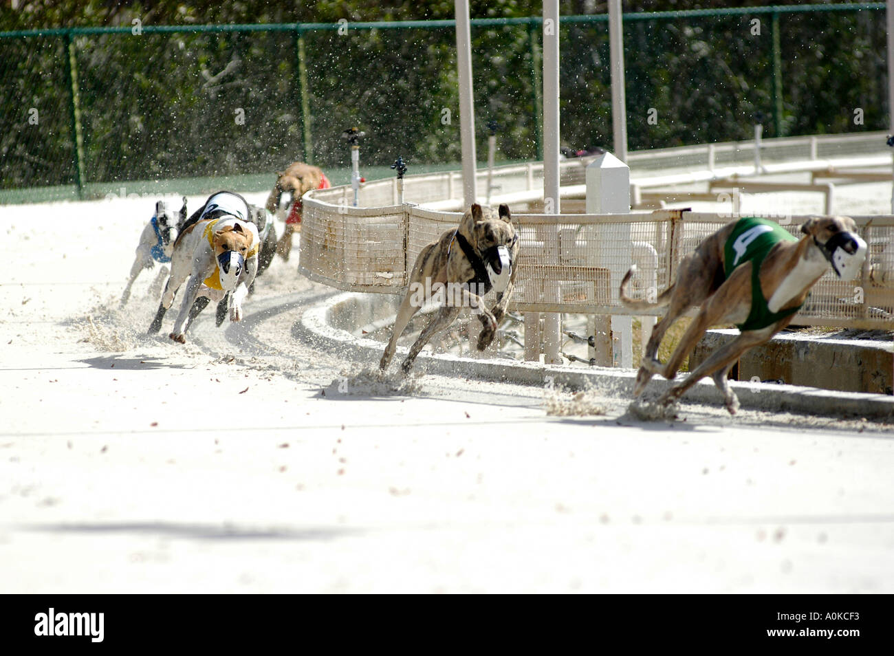 Les courses de chiens Greyhound Sarasota en Floride Banque D'Images