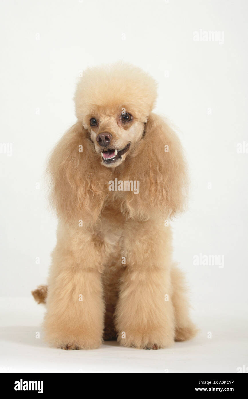 Abricot caniche miniature Banque D'Images