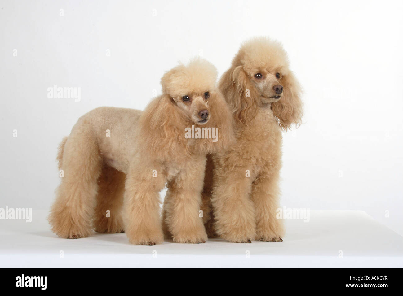 Abricot caniche miniature Banque D'Images