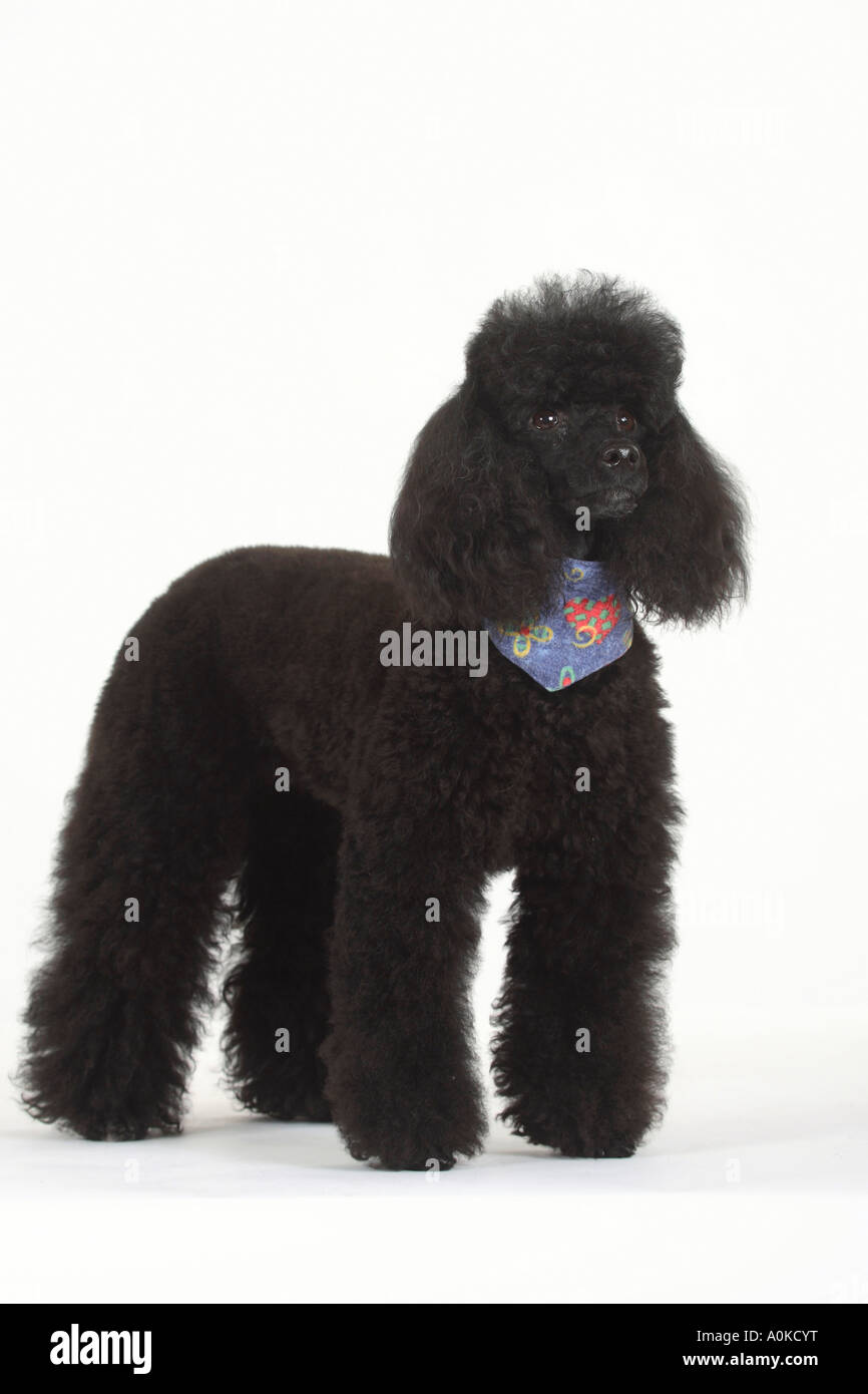 Foulard noir caniche miniature Banque D'Images