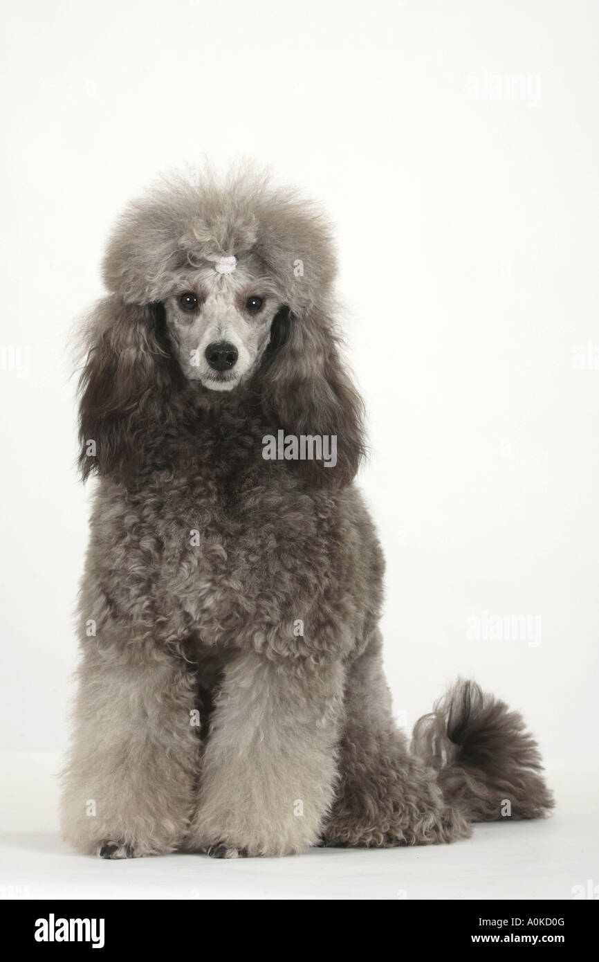 Caniche miniature collier chiot d'argent Banque D'Images