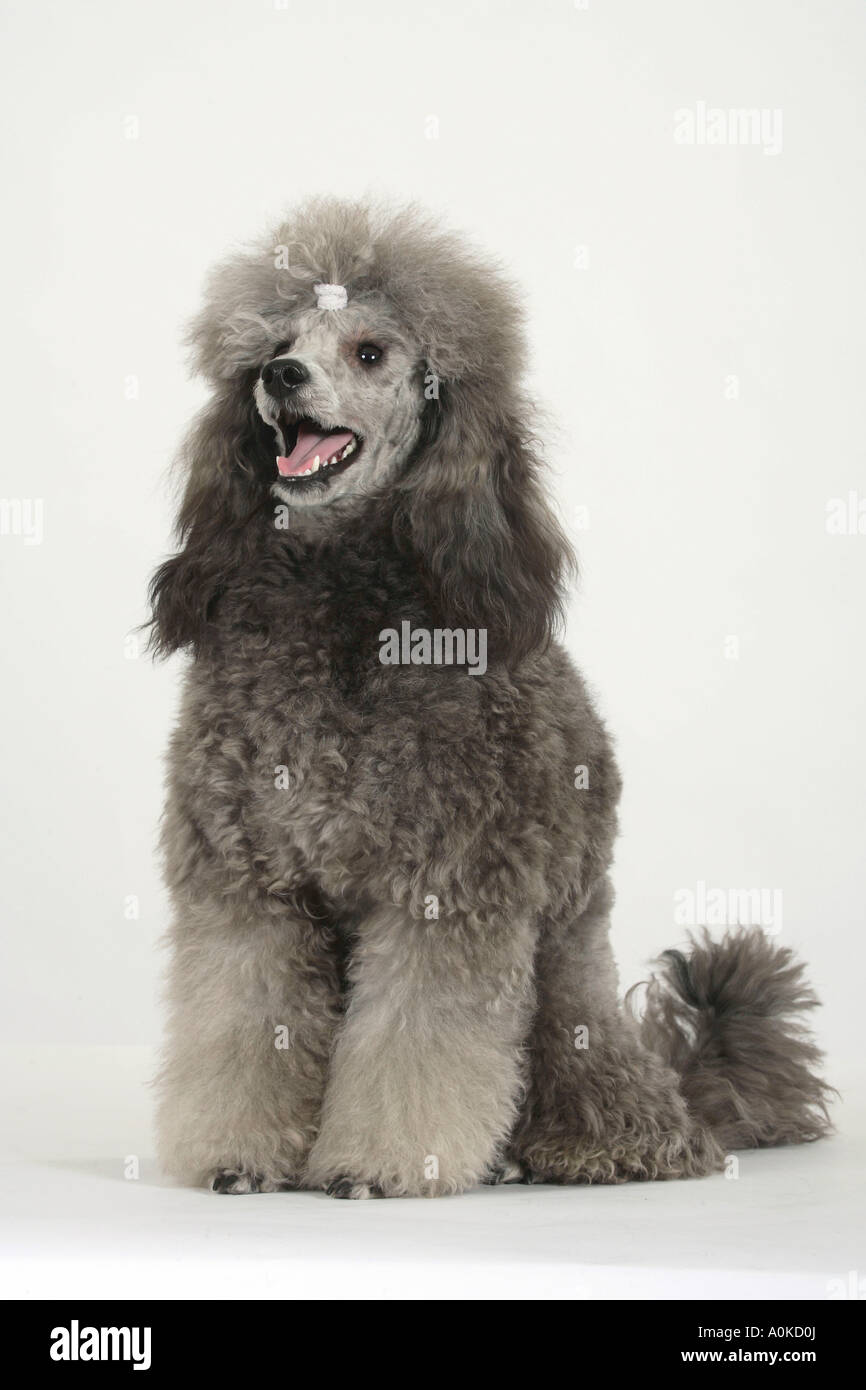 Caniche miniature collier chiot d'argent Banque D'Images