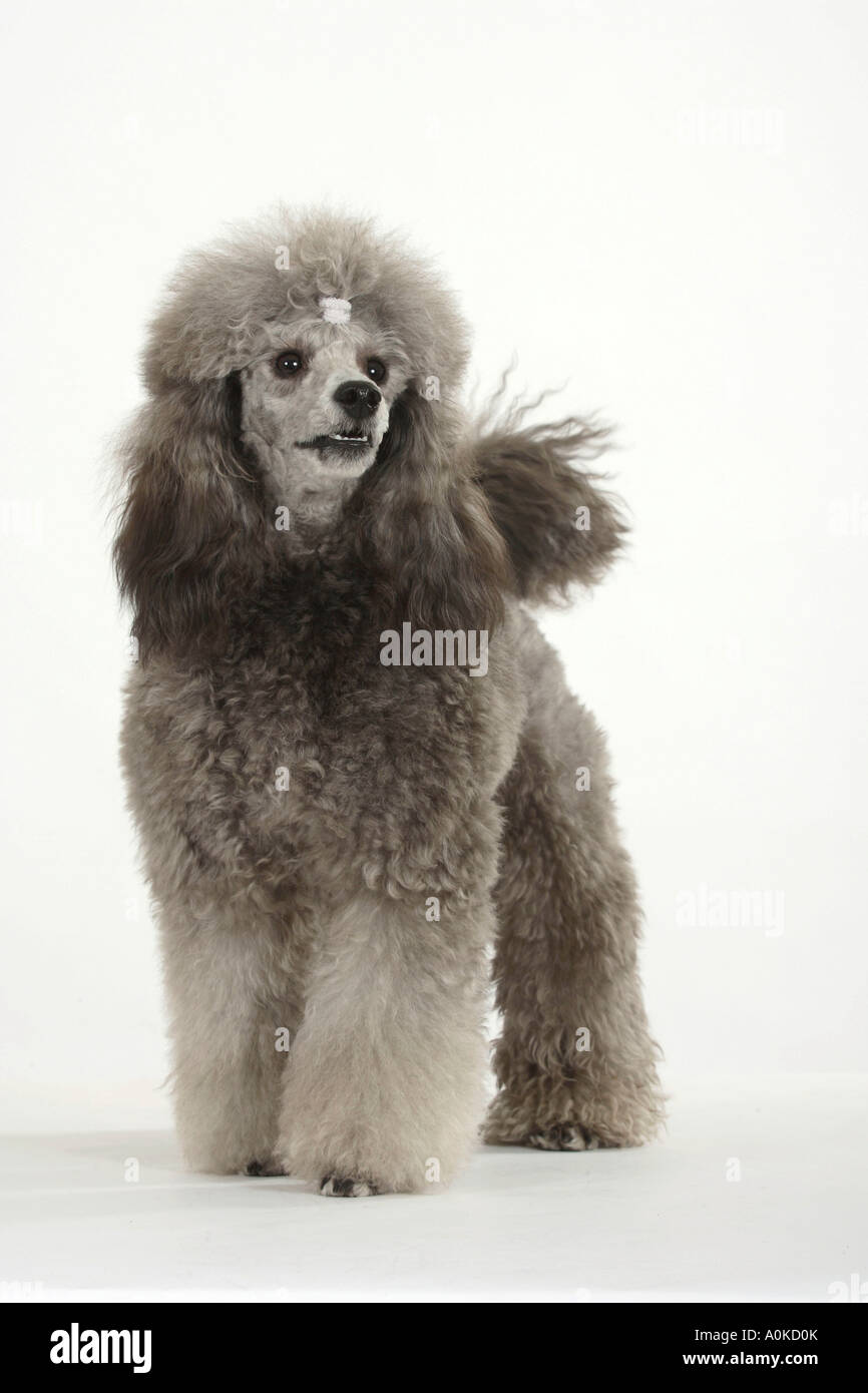 Caniche miniature collier chiot d'argent Banque D'Images