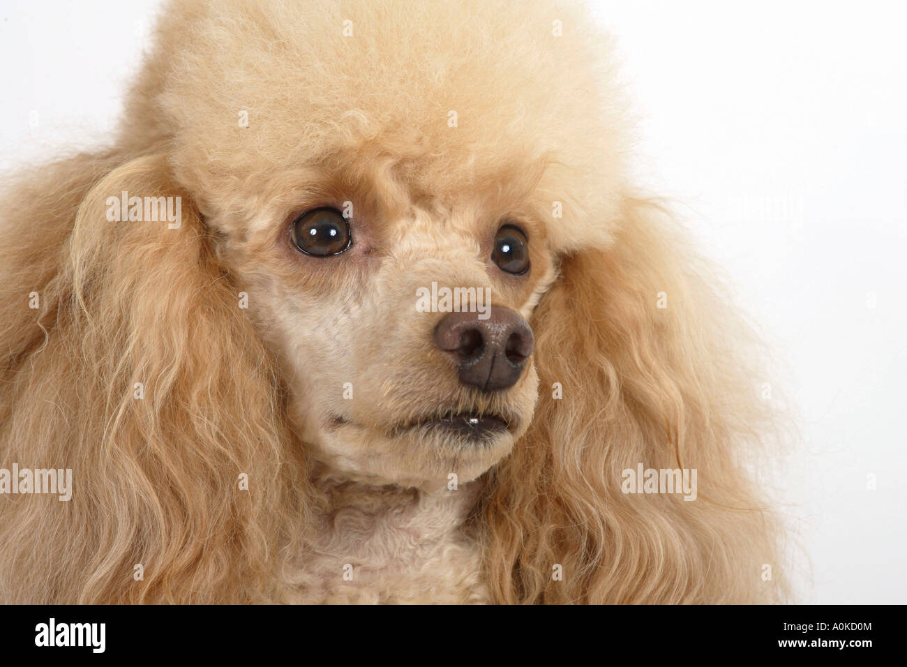 Abricot caniche miniature Banque D'Images