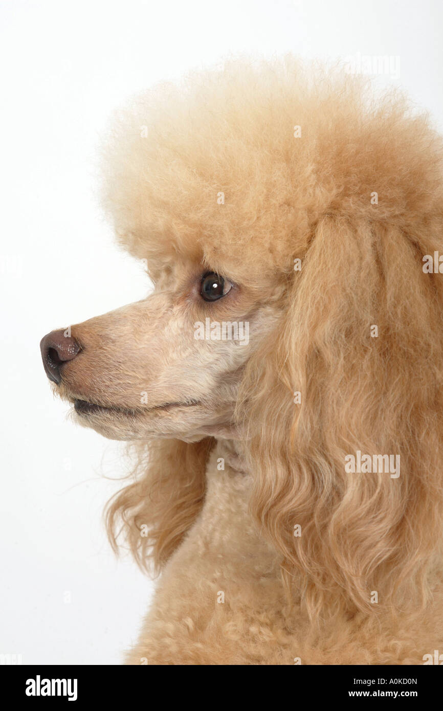 Abricot caniche miniature portrait Banque D'Images