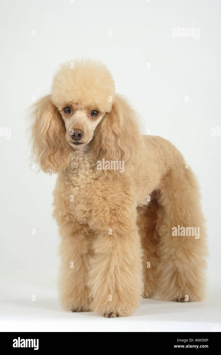 Abricot caniche miniature Banque D'Images