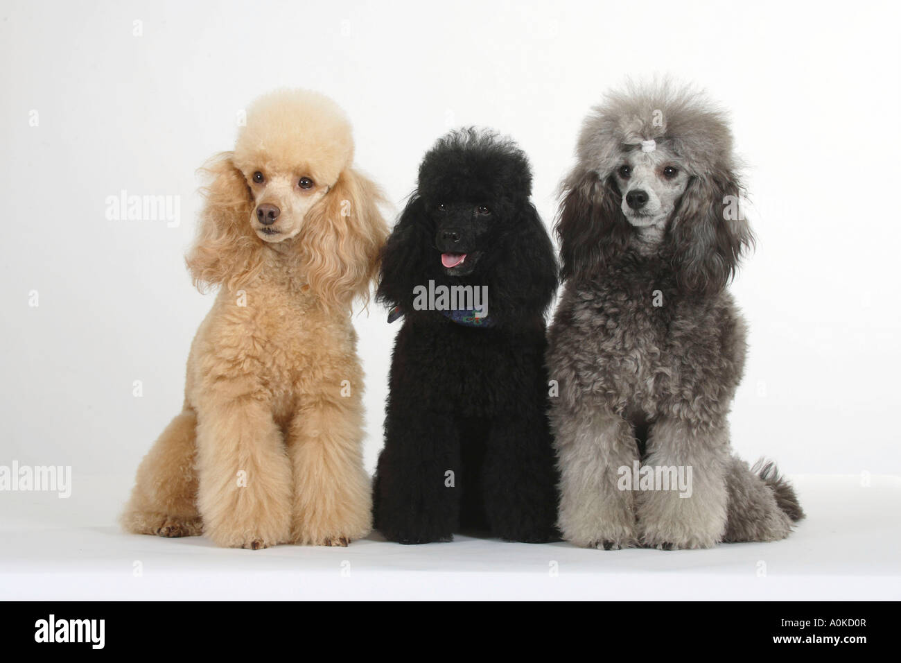 Abricot caniche miniature noir et argent Banque D'Images