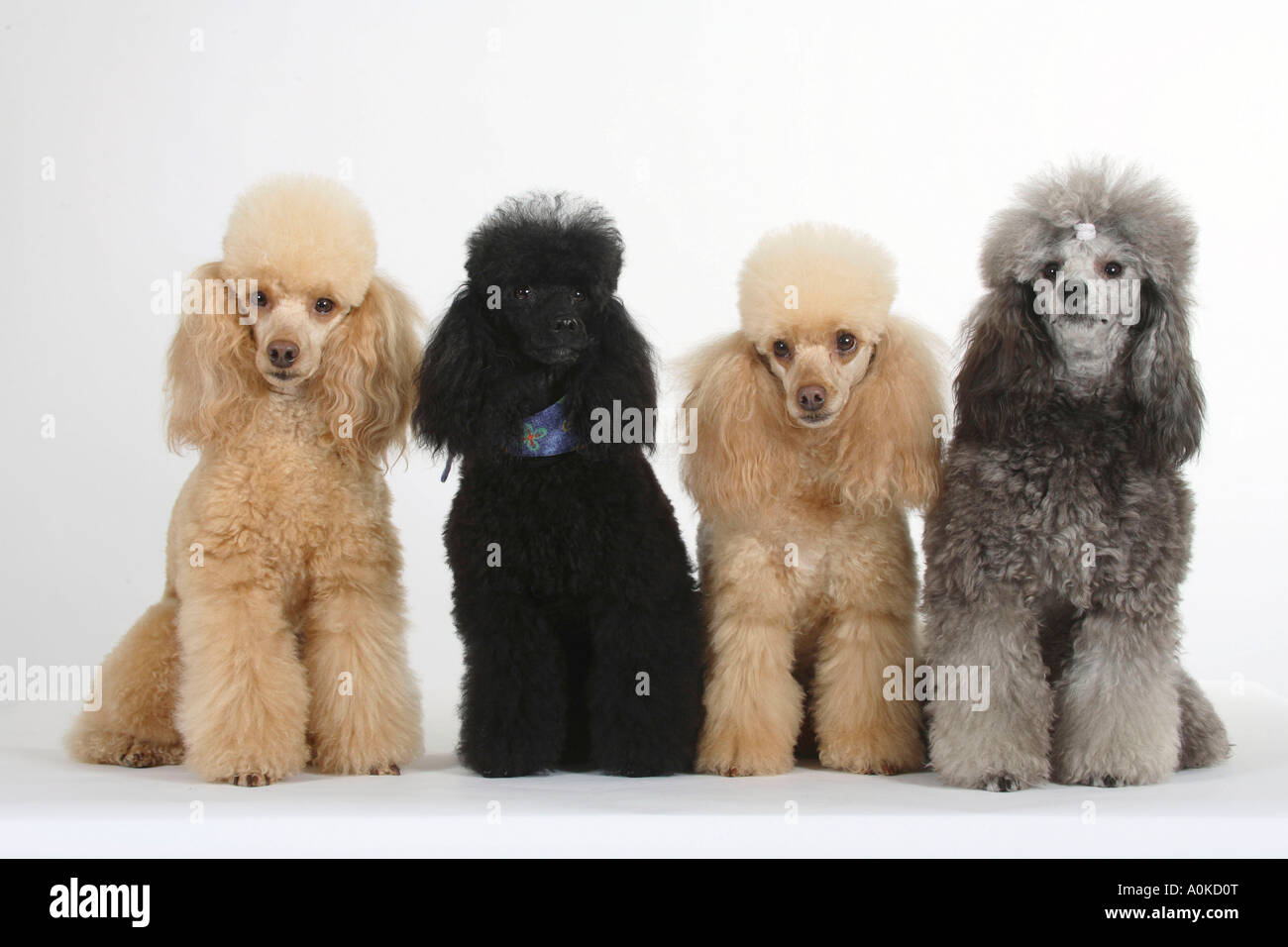 Abricot caniche miniature noir et argent Banque D'Images