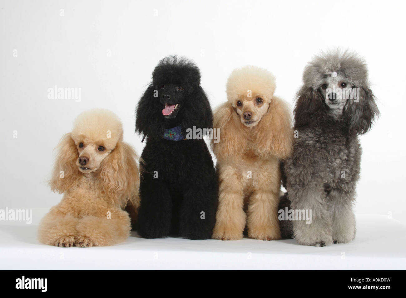 Abricot caniche miniature noir et argent Banque D'Images