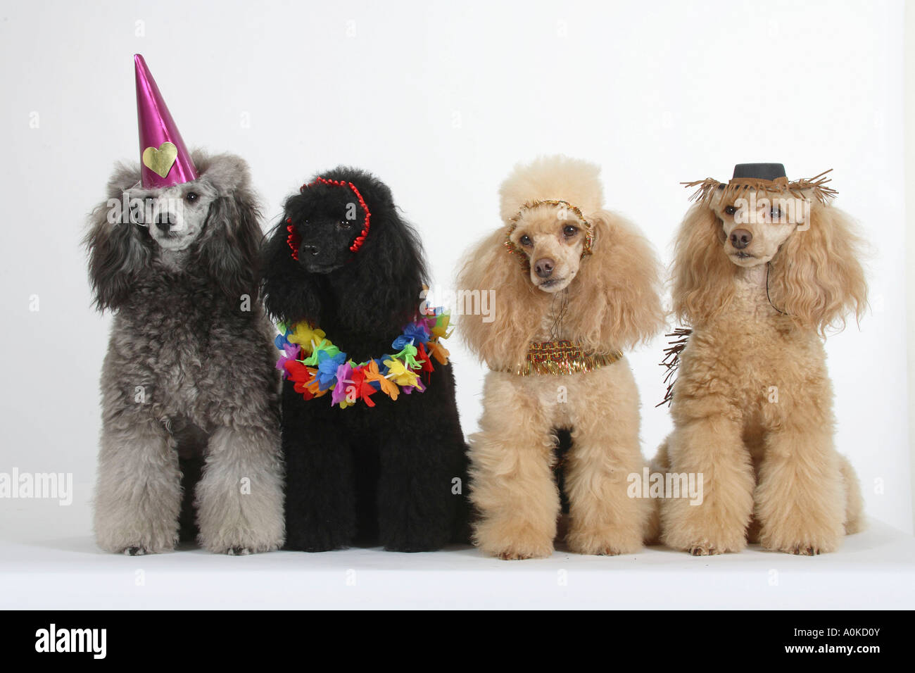 Abricot caniche miniature noir et argent avec les masques de carnaval Banque D'Images
