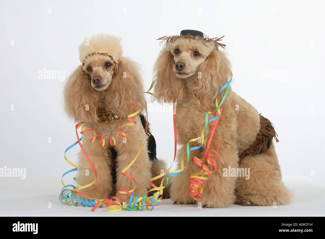 Abricot caniche miniature avec des masques de carnaval Banque D'Images