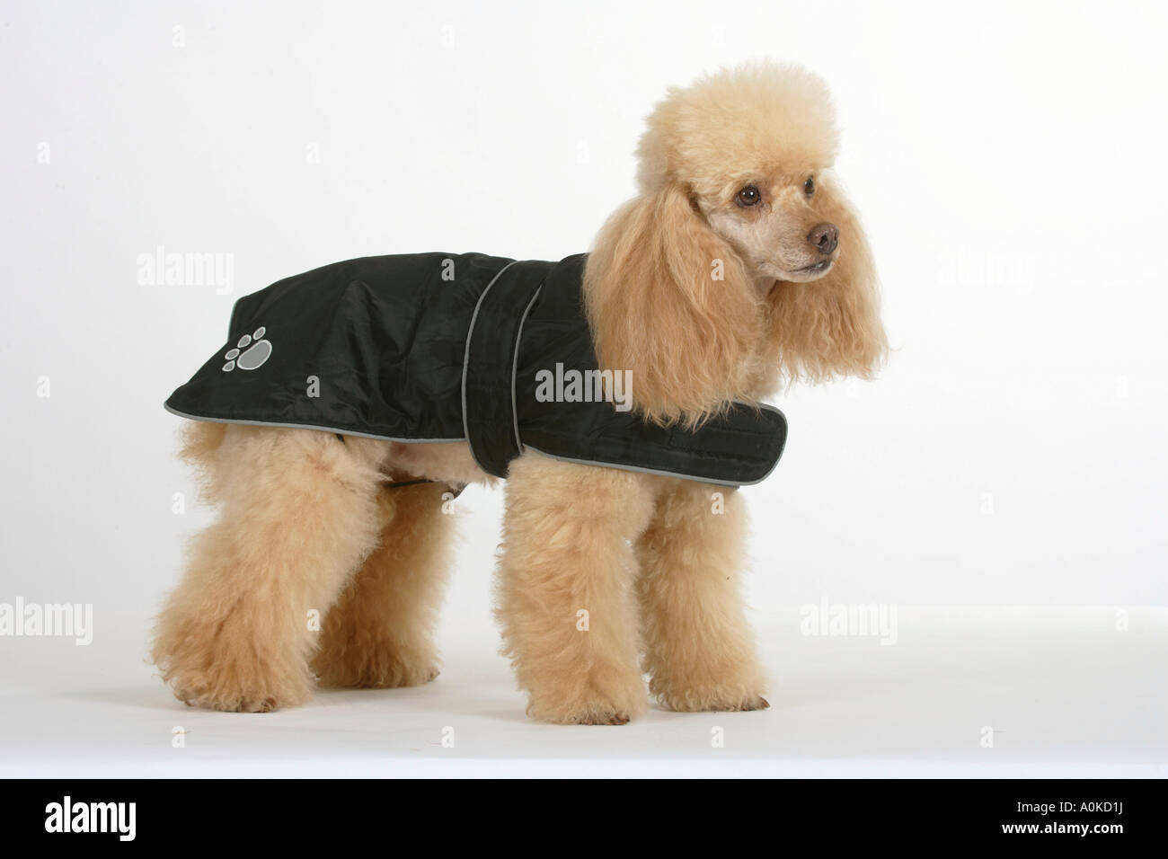 Abricot caniche miniature avec armoiries Banque D'Images