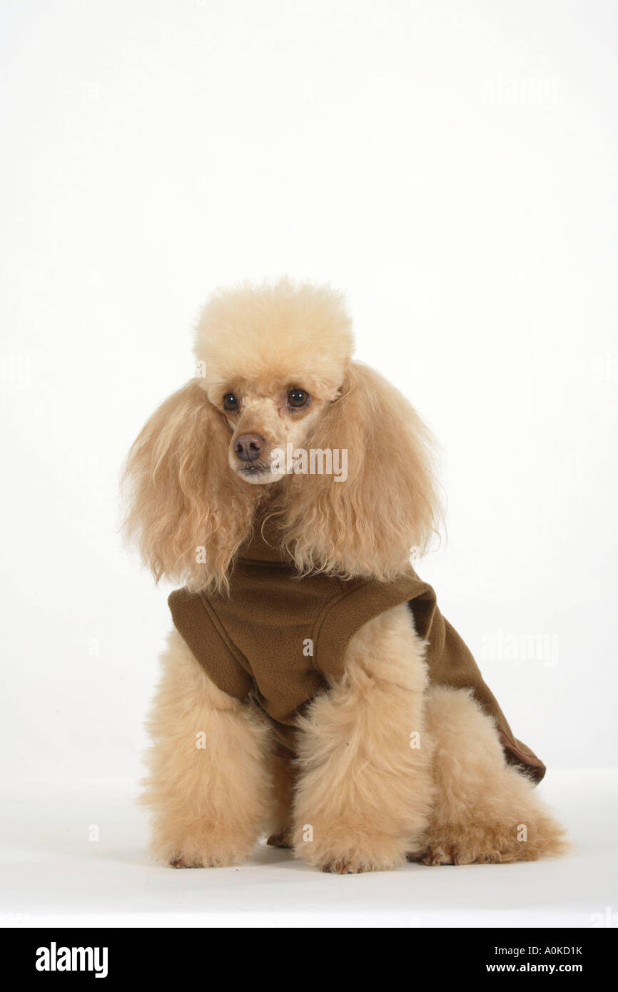 Abricot caniche miniature avec pull Banque D'Images