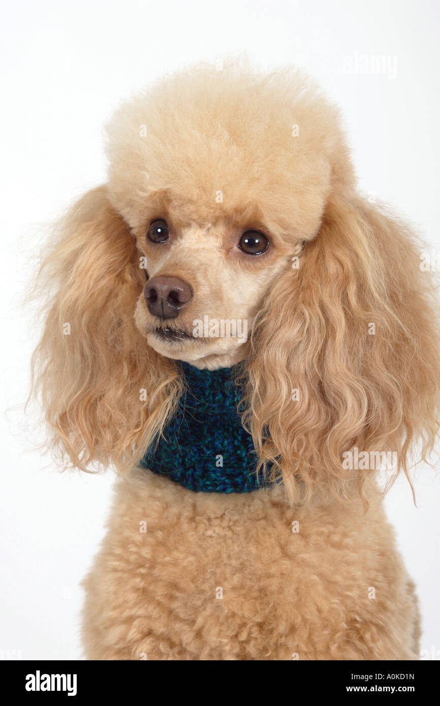 Abricot caniche miniature avec écharpe Banque D'Images