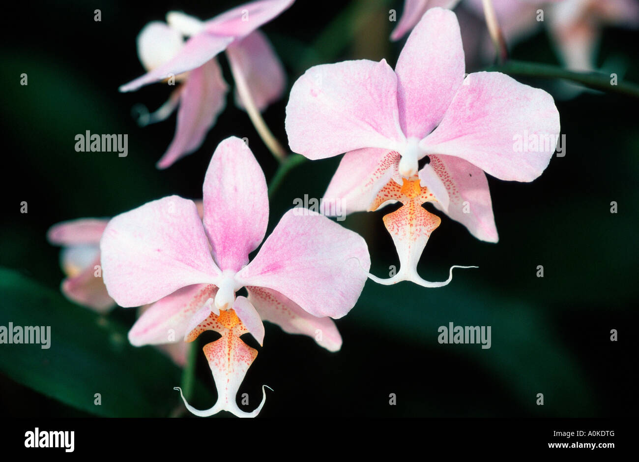 Fleurs orchidée Phalaenopsis spec Banque D'Images