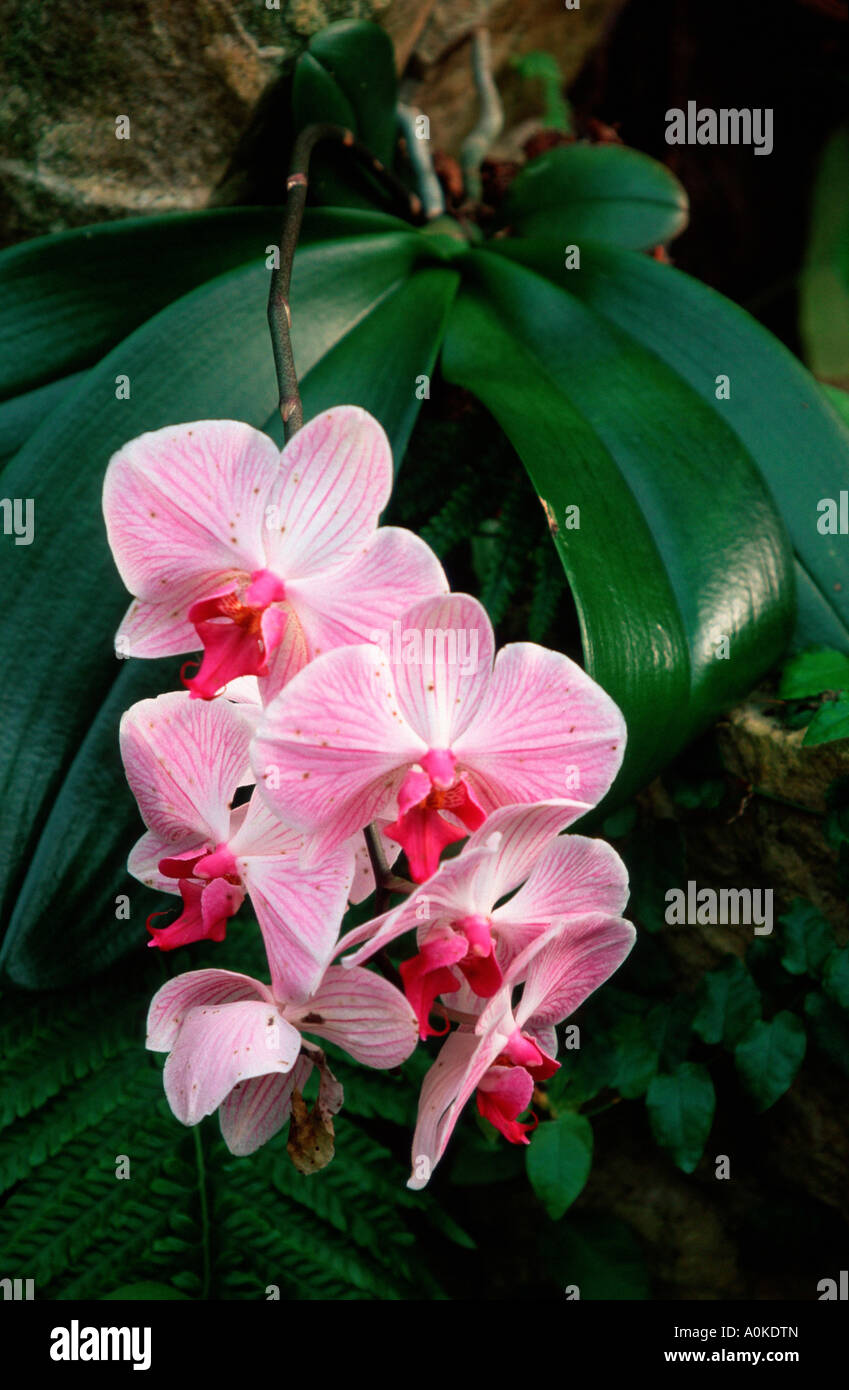Fleurs orchidée Phalaenopsis spec Banque D'Images