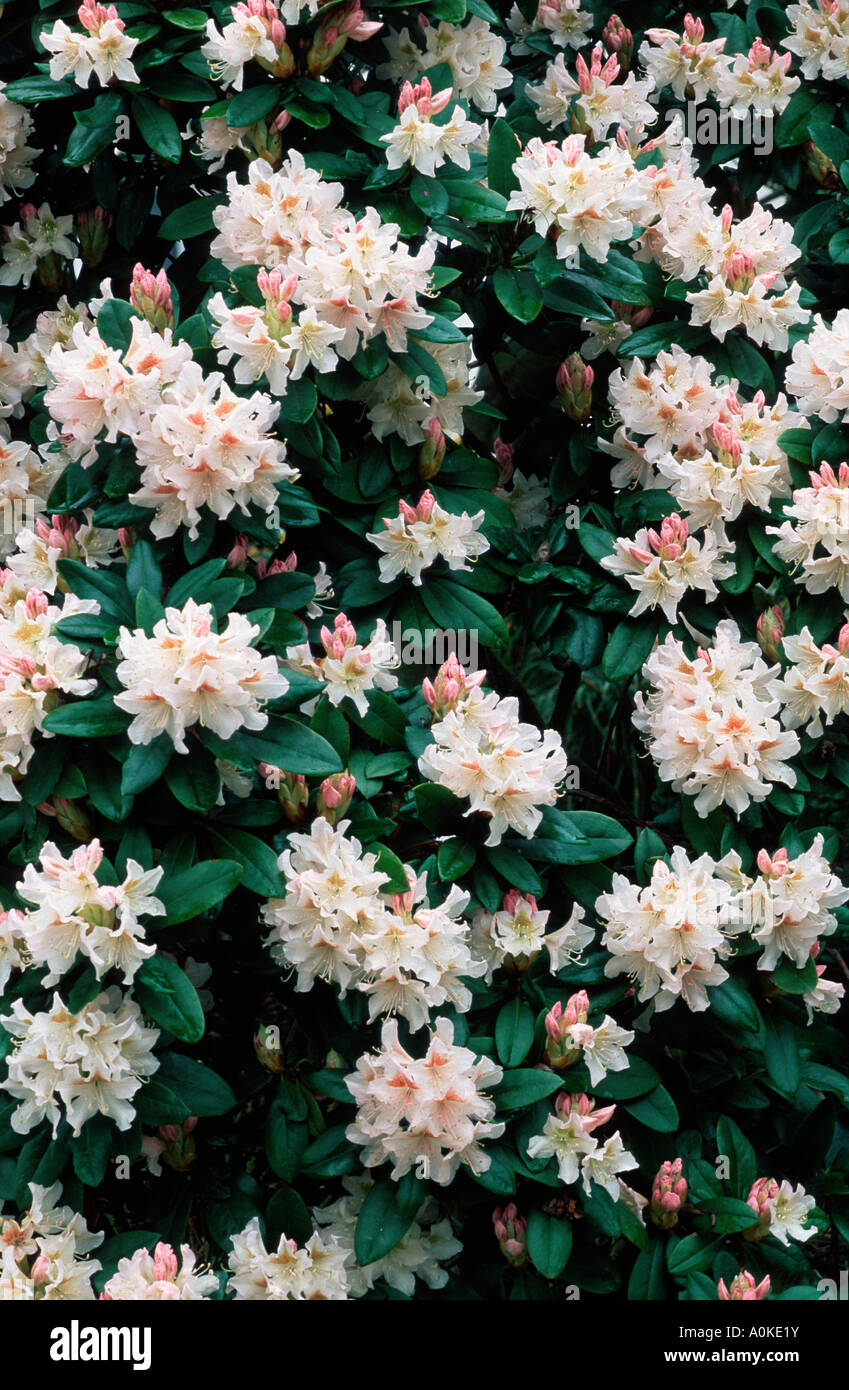Rododendrs Rhododendron cunninghams white Banque de photographies et d’images à ...