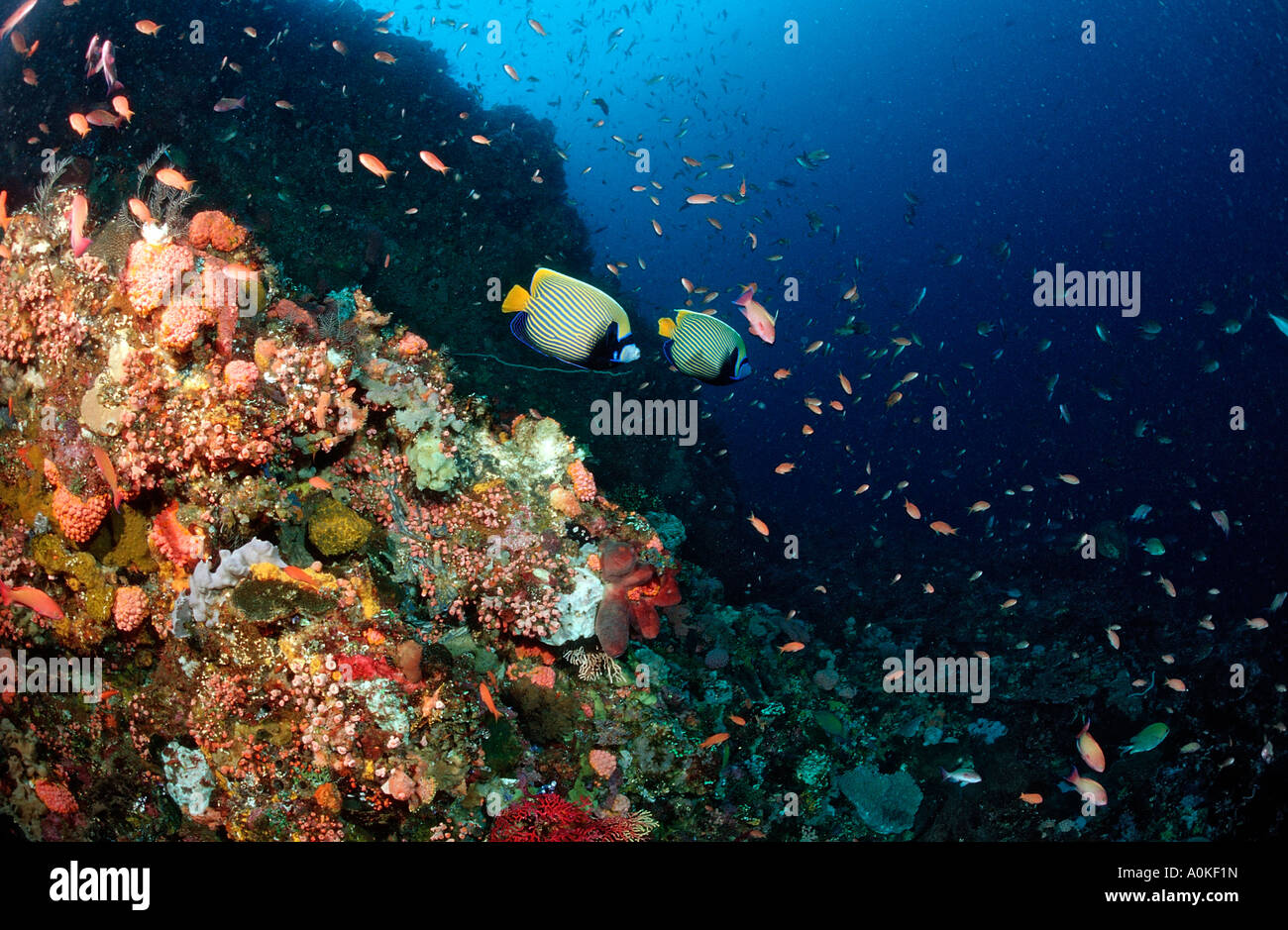 Coral Reef avec Angelfishes Pomacanthus imperator de l'Océan Indien de Komodo en Indonésie Banque D'Images