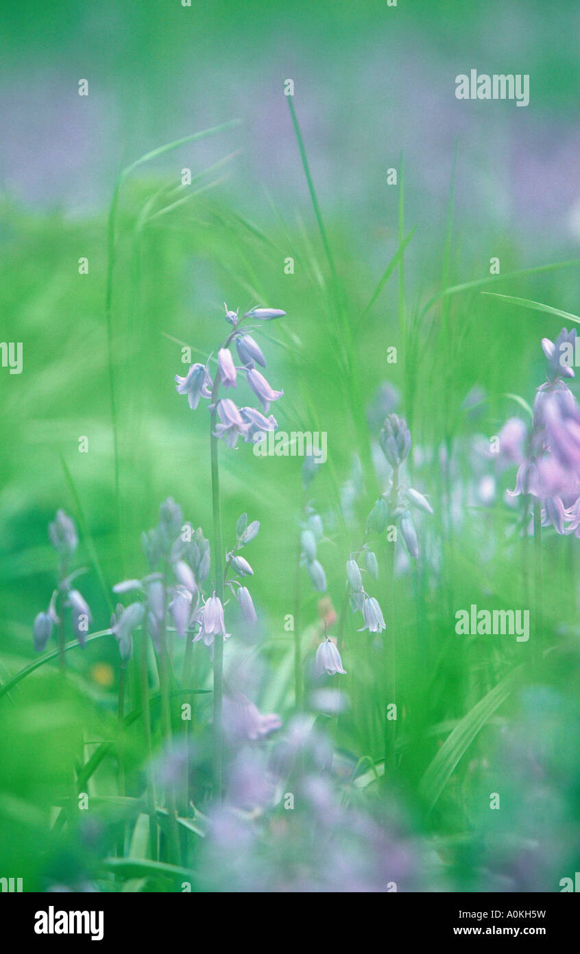 L'Espagnol Bluebells Hyacinthoides hispanica Scilla hispanica Banque D'Images