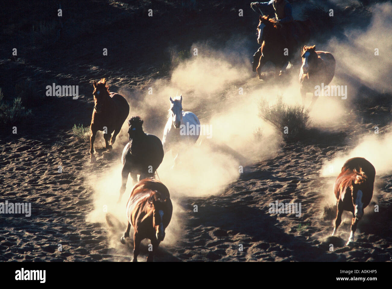 Groupe de chevaux qui courent en bas de la colline dans la poussière dans un ranch de l'Oregon Banque D'Images