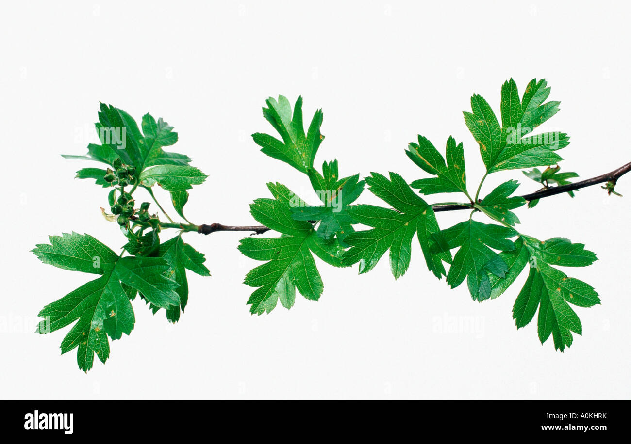 Les feuilles d'aubépine Crataegus monogyna Photo Stock - Alamy