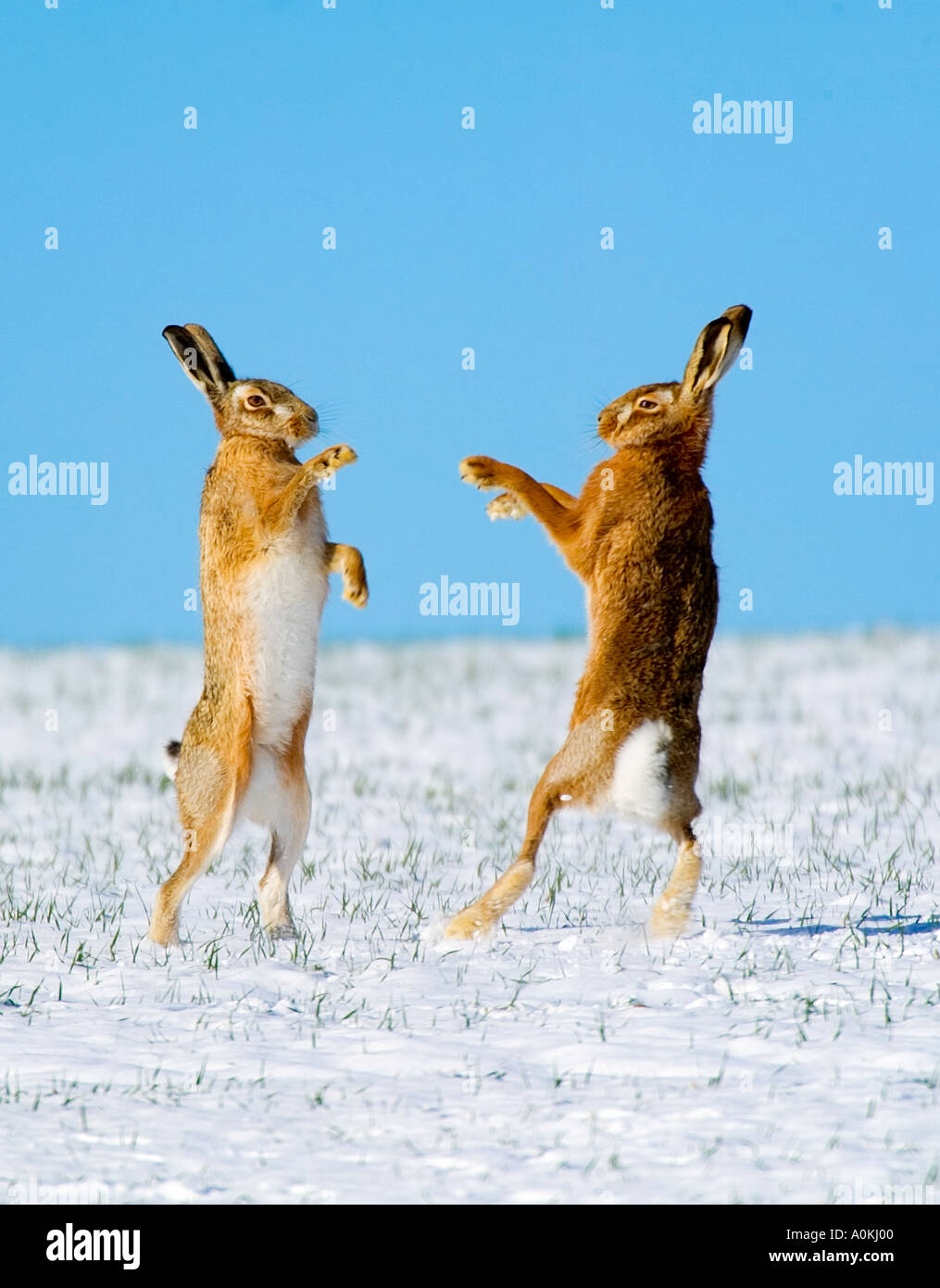 Lièvre brun Lepus europaeus Boxe en neige avec ciel bleu therfield hertfordshire Banque D'Images