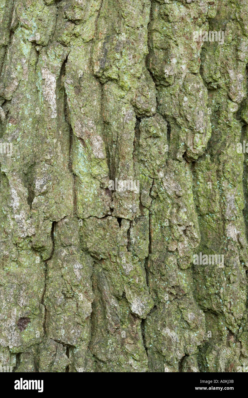 L'écorce de chêne Quercus robur Banque D'Images