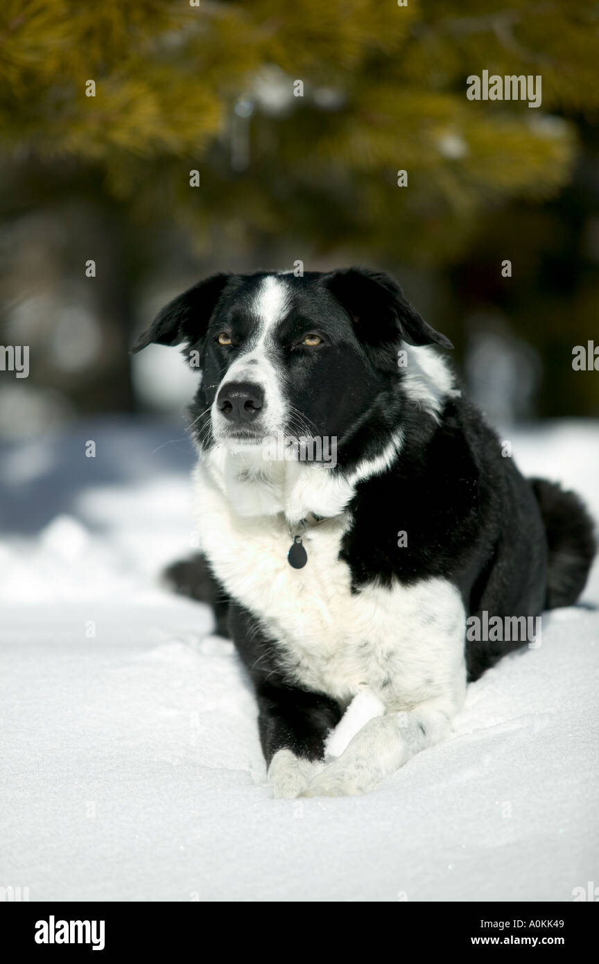 Portrait de chien de race Border Collie dans la neige Banque D'Images