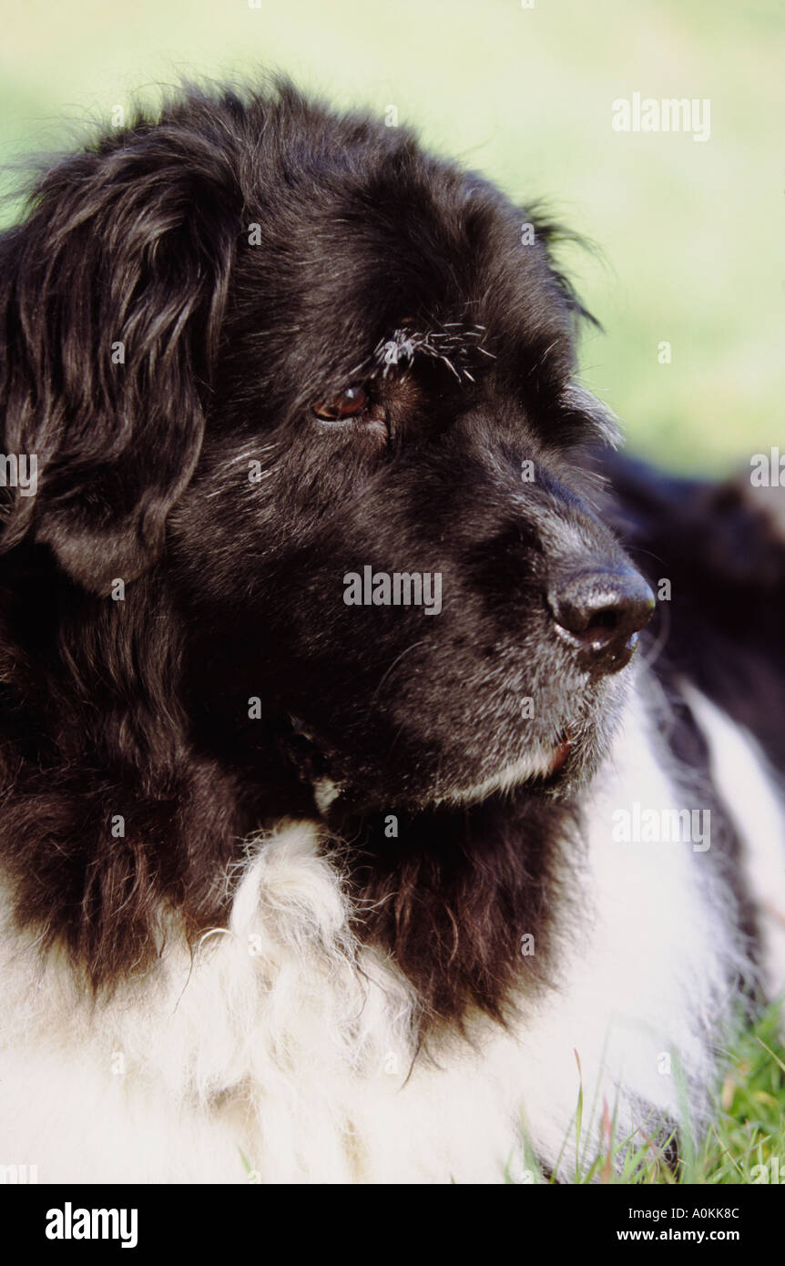 Portrait de chien Terre-neuve Pure Race Banque D'Images