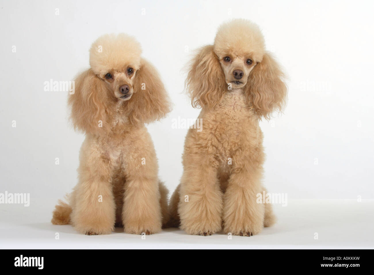 Abricot caniche miniature Banque D'Images