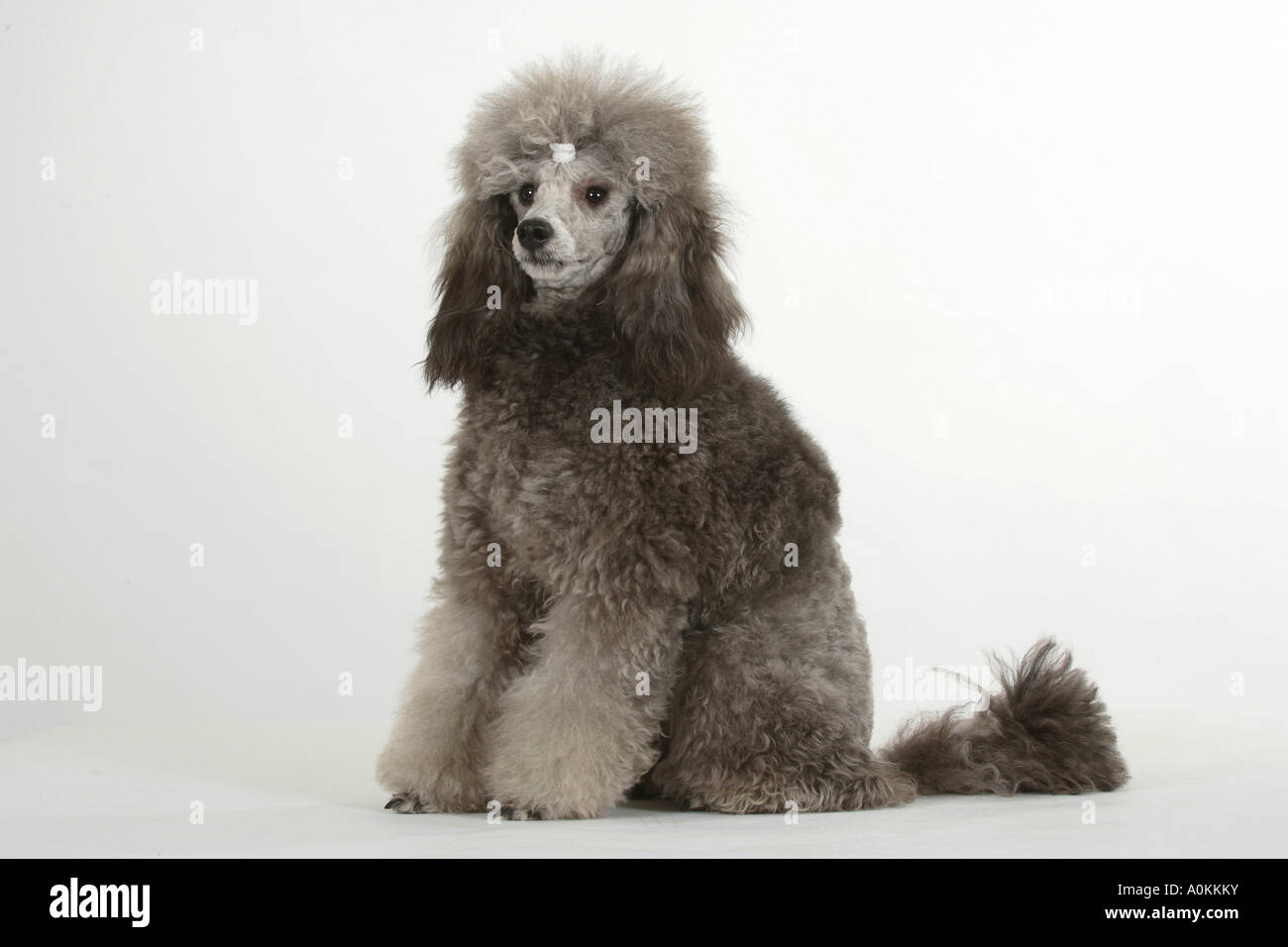 Caniche miniature collier chiot d'argent Banque D'Images