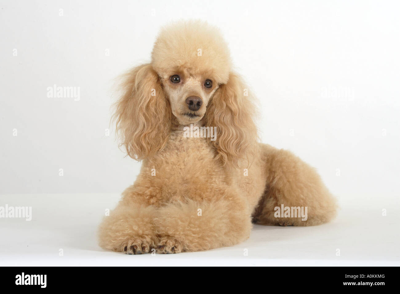 Abricot caniche miniature Banque D'Images