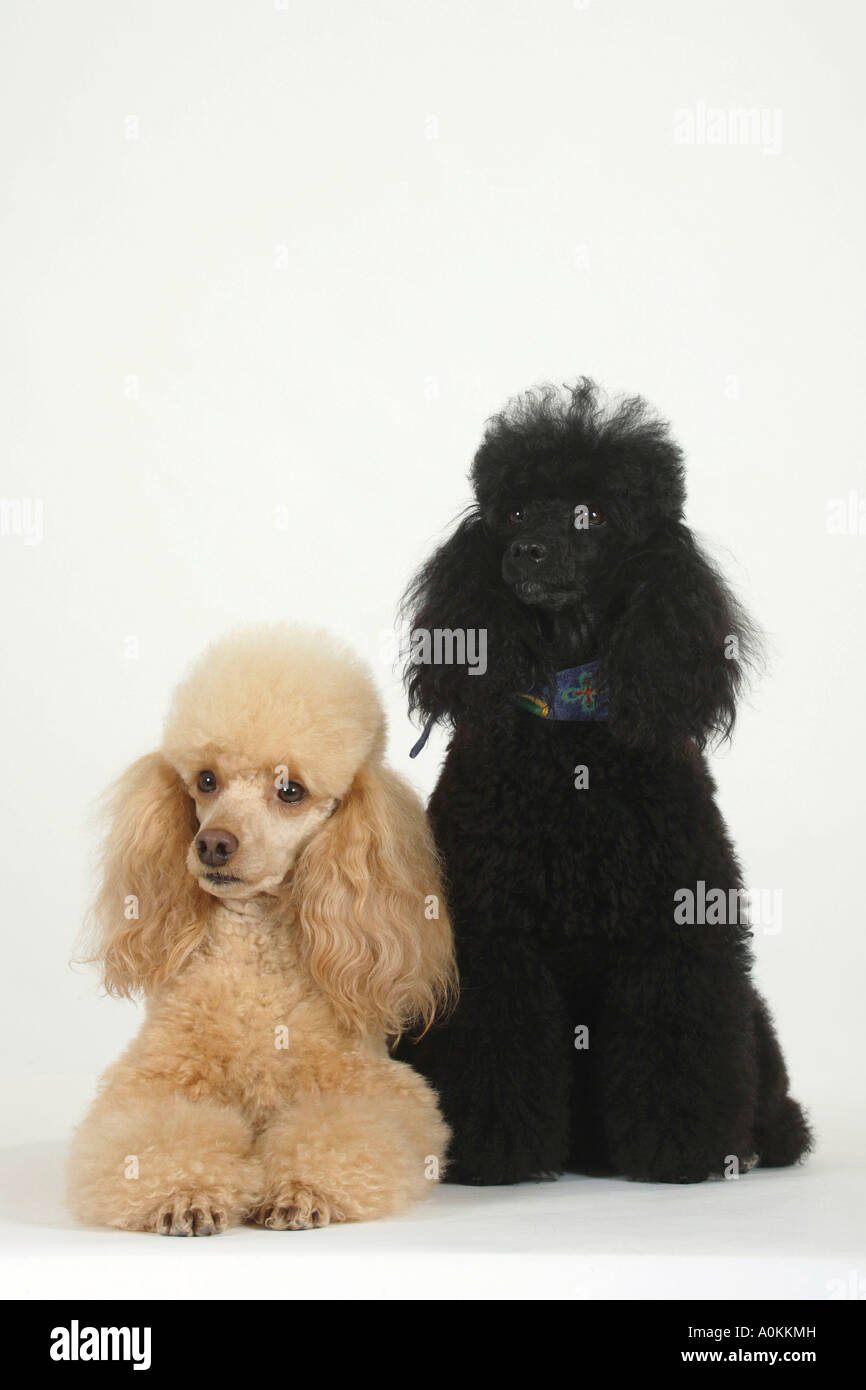 Caniche miniature noir et d'abricot Banque D'Images