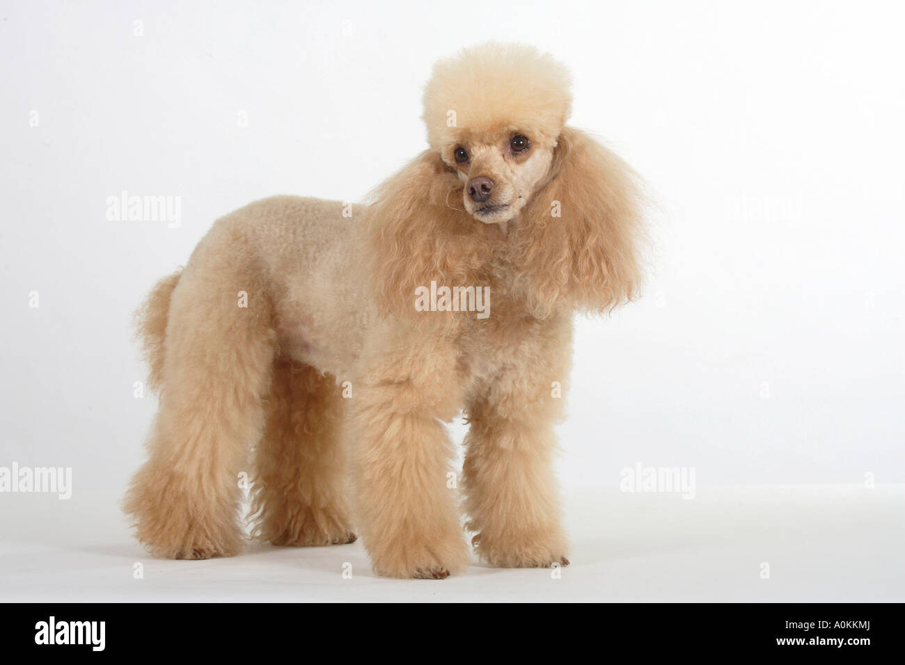 Abricot caniche miniature Banque D'Images