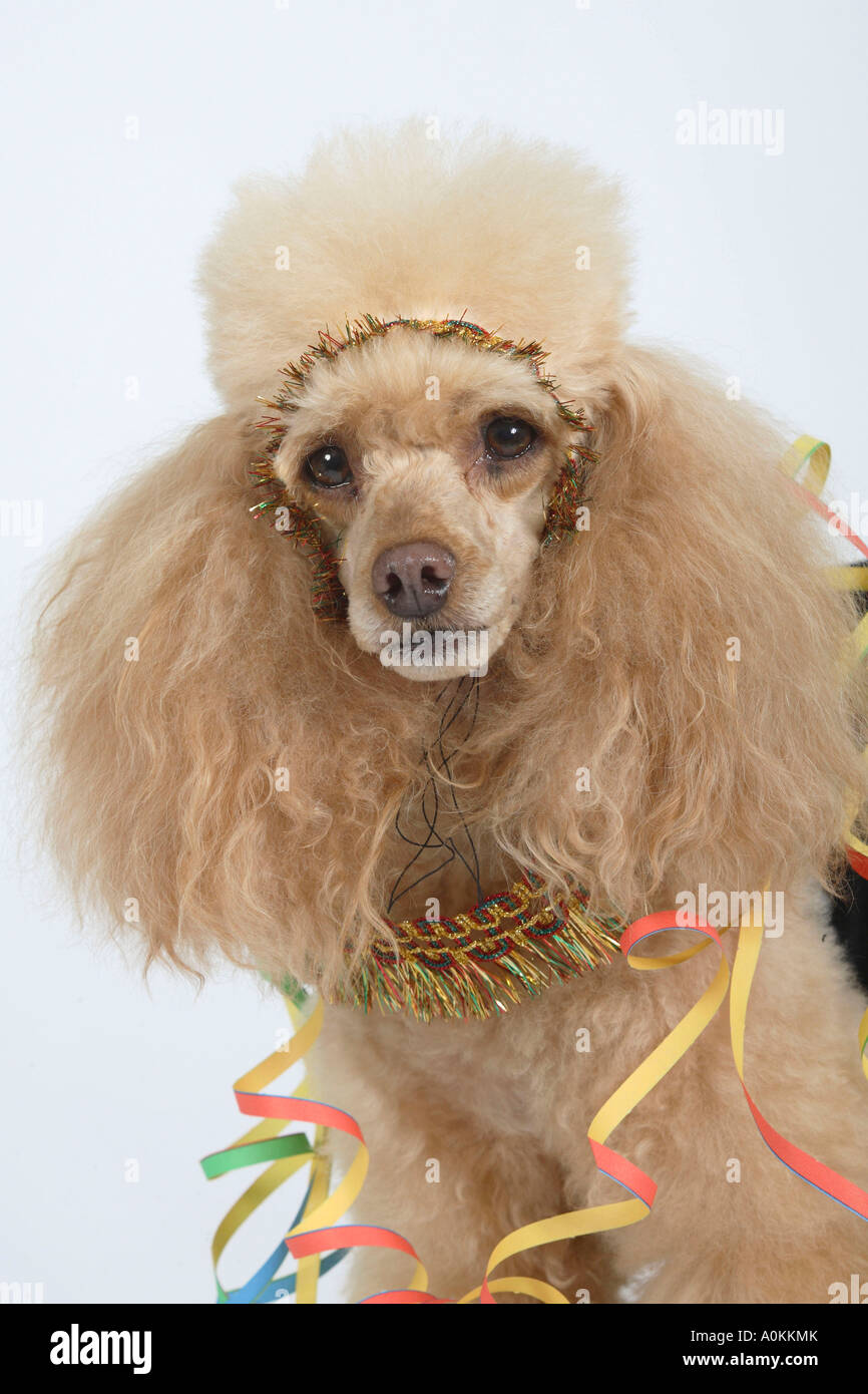 Abricot caniche miniature avec des masques de carnaval Banque D'Images