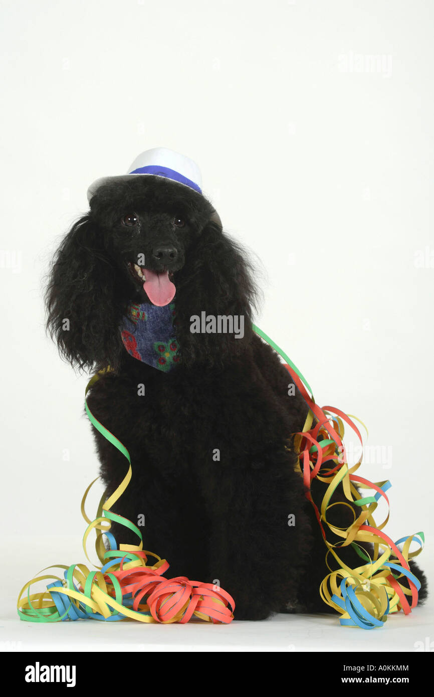 Caniche miniature noir avec chapeau et Banque D'Images