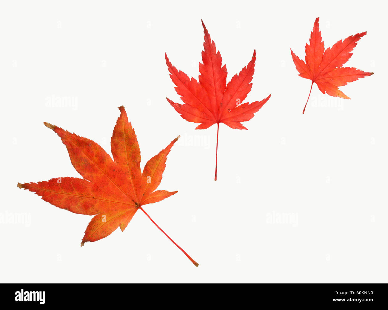 Trois feuilles d'automne préparés contre un fond blanc lumineux Banque D'Images