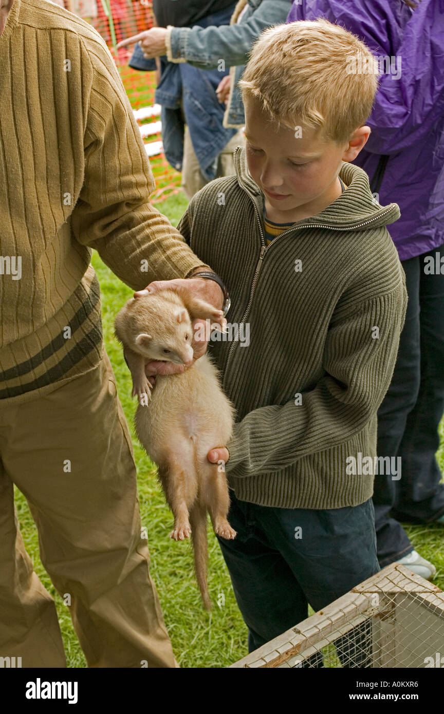 Garçon de la manipulation d'un ferret Banque D'Images