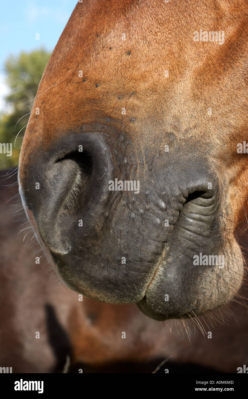 La anatomia del caballo Banque de photographies et d’images à haute résolution Alamy