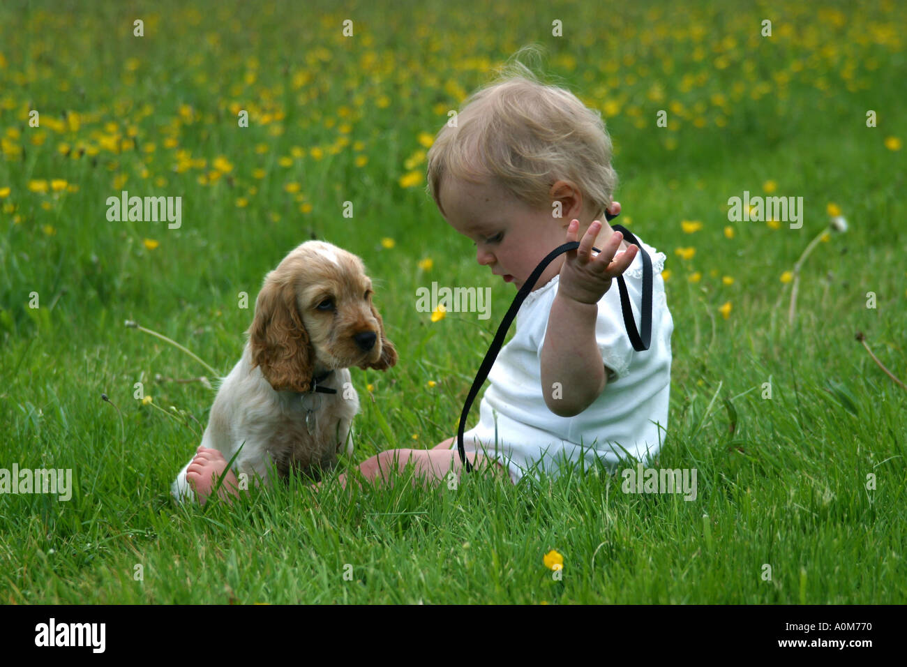 Enfant Avec Chiot Cocker Photo Stock Alamy