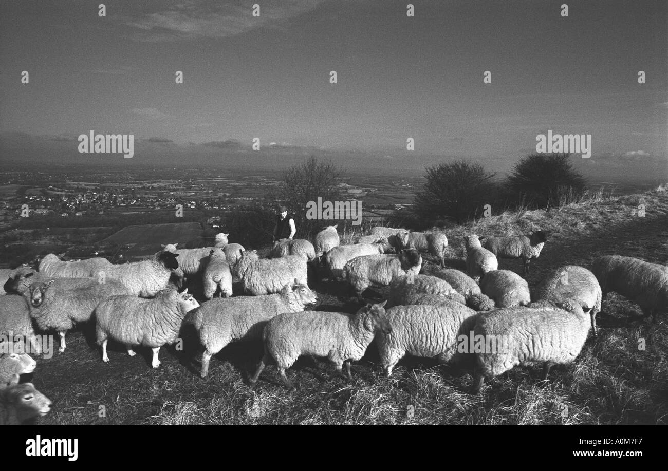 Berger et ses moutons sur l'Angleterre s South Downs Photo par Andrew Hasson 1990 Banque D'Images