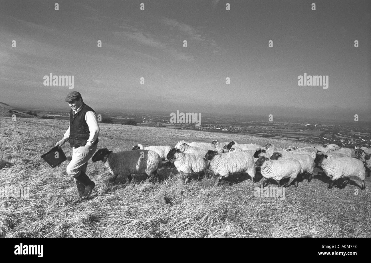 Berger et ses moutons sur l'Angleterre s South Downs Photo par Andrew Hasson 1990 Banque D'Images