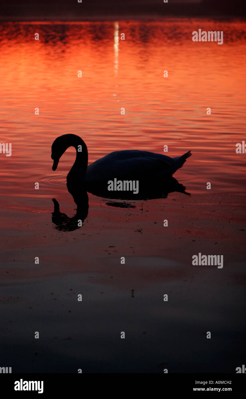 Deux reflets de cygnes Banque de photographies et d’images à haute