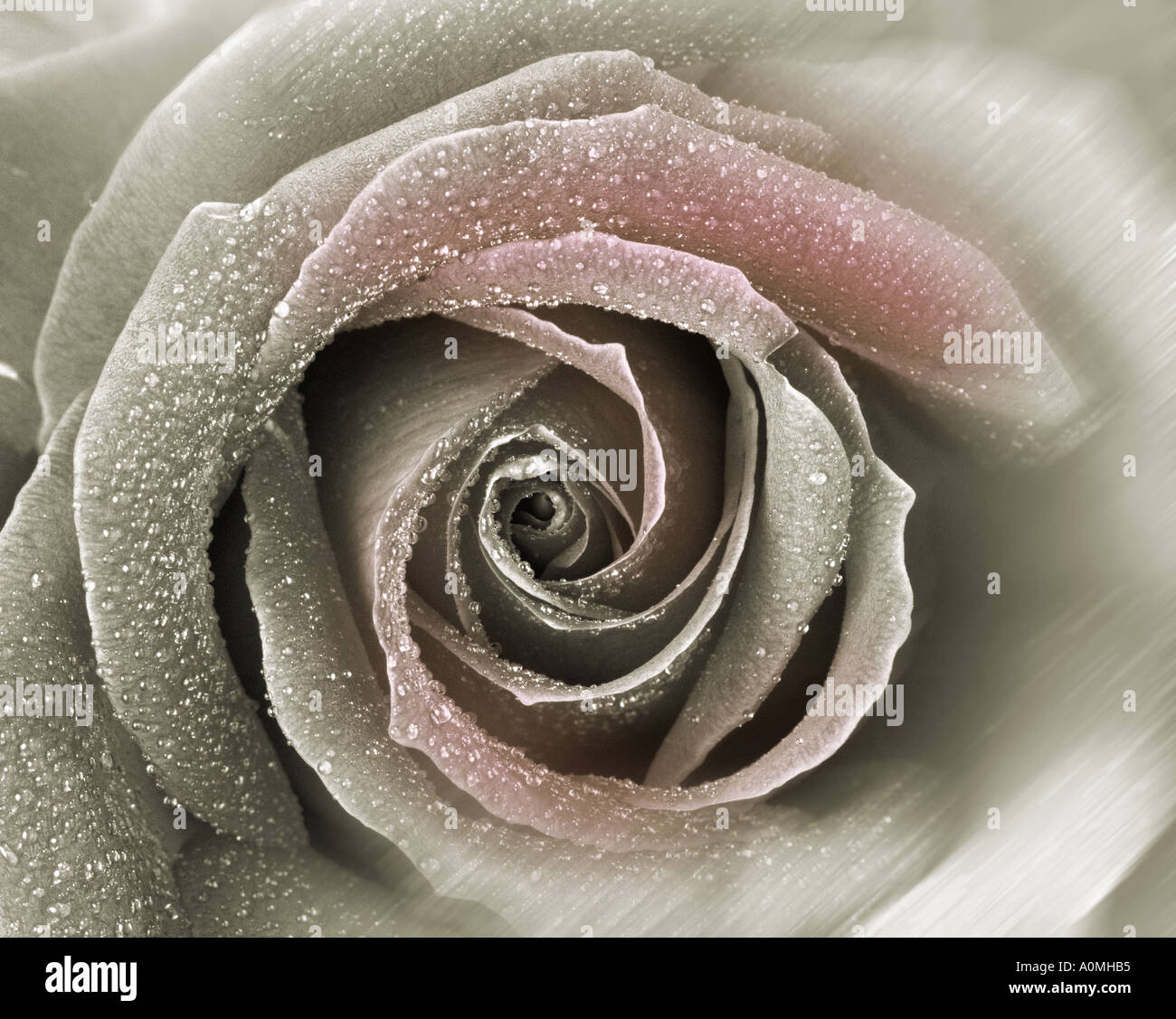 CONCEPT FLORAL : English Rose (lat : rosa007) Banque D'Images