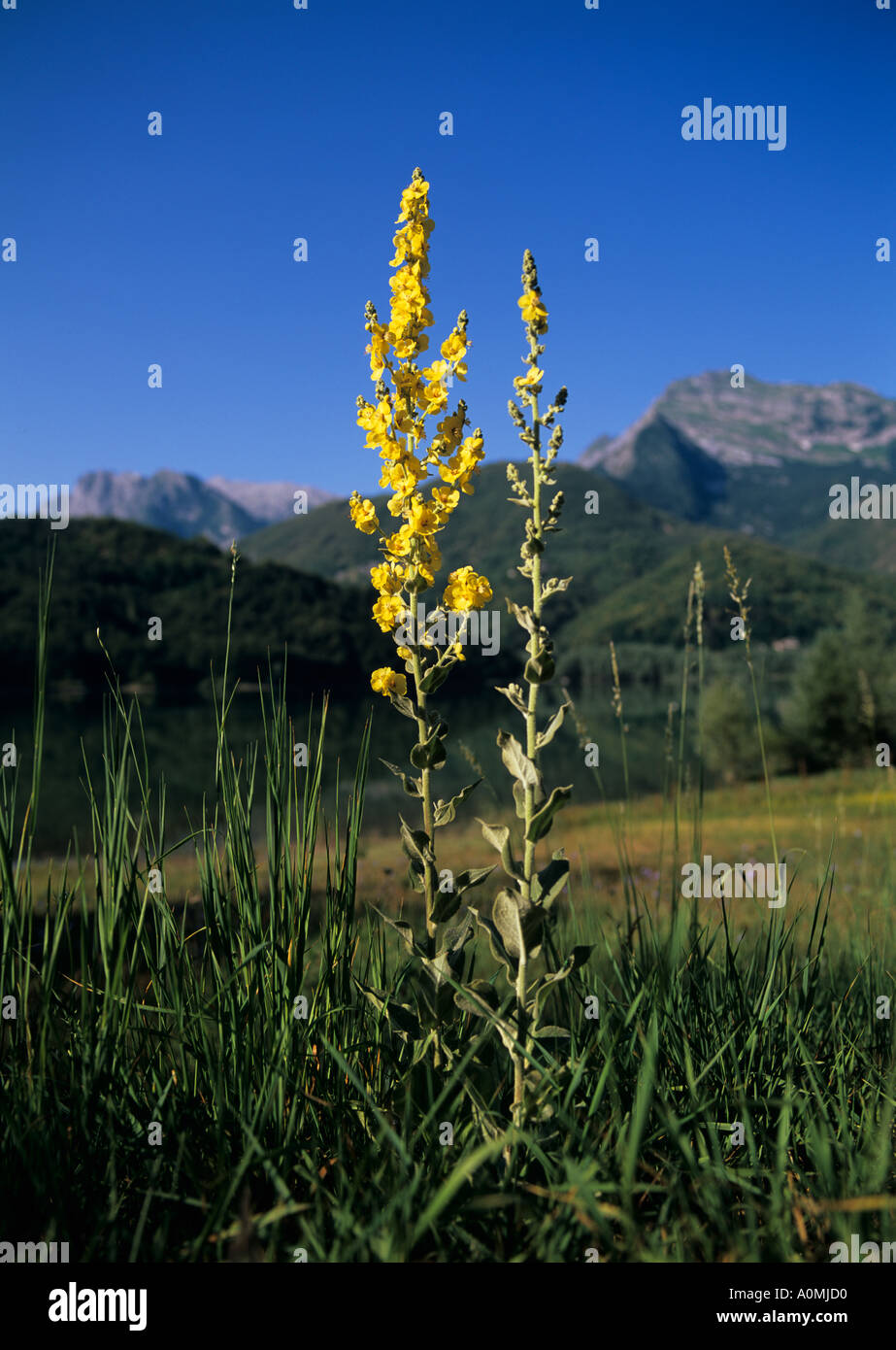 Avec le jaune Verbascum Alpes Apuanes en arrière-plan dans le nord ouest de la Toscane Banque D'Images